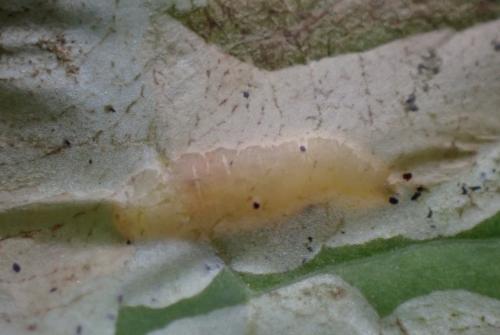 Réf. 349 916 : Acidia cognata